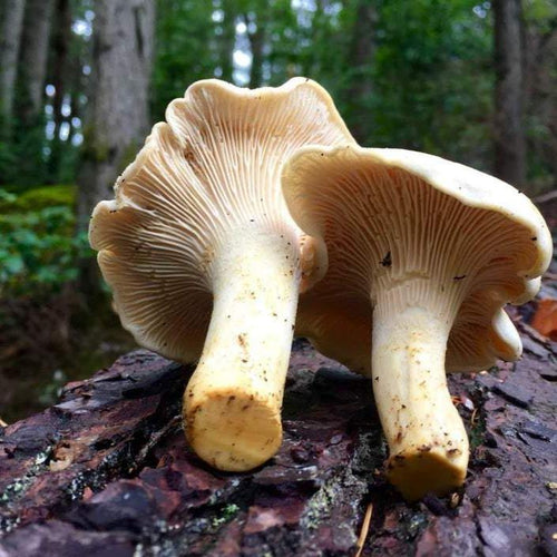 White Chanterelle - PRE-ORDER.