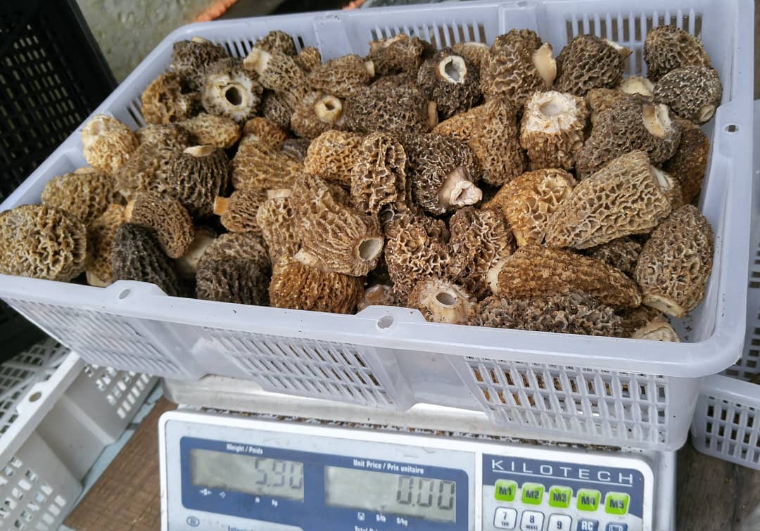 Wholesale Morel Mushrooms Fresh Pacific Wild Pick