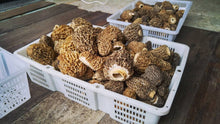 Load image into Gallery viewer, Wholesale FRESH Gucchi Mushrooms - Pacific Wild Pick
