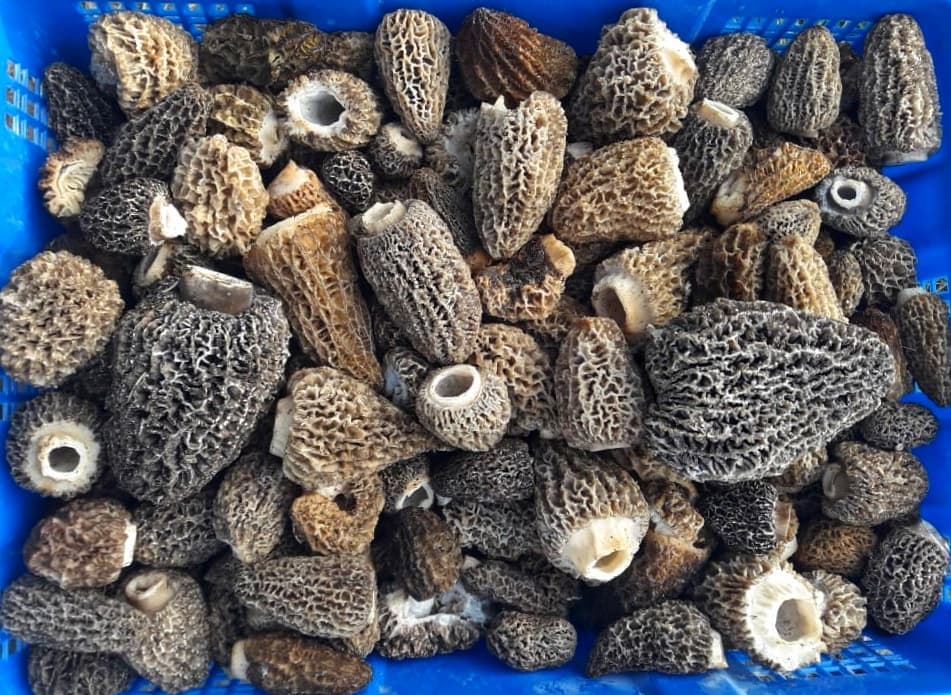 Wholesale Morel Mushrooms Fresh Pacific Wild Pick