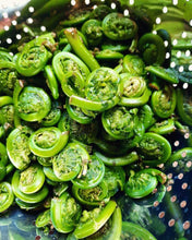 Load image into Gallery viewer, Pickled Fiddleheads - Wild Ostrich Fern Fiddleheads Pickled Jar.

