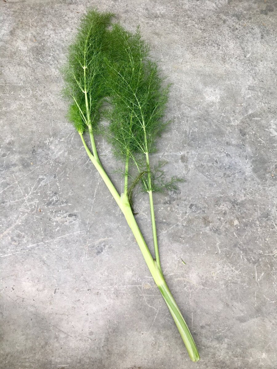 Wild harvest California Fennel 2026 - Pacific Wild Pick