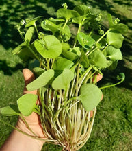 Load image into Gallery viewer, Wild Foraged Miners Lettuce - Pacific Wild Pick
