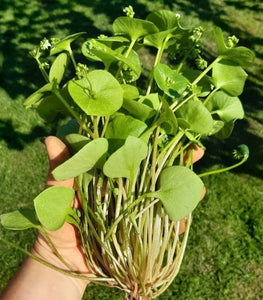 Wild Foraged Miners Lettuce - Pacific Wild Pick