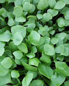 Wild Foraged Miners Lettuce - Pacific Wild Pick