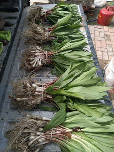 wild ramps for sale - Pacific Wild Pick