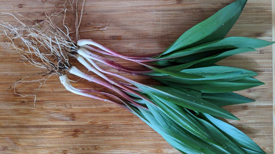 Wild Ramps BULBS ONLY JUNE 2025 Pacific Wild Pick