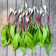 Load image into Gallery viewer, wild ramps for sale - Pacific Wild Pick
