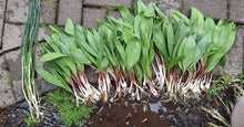 Load image into Gallery viewer, Wild Ramps - Next Day Shipping - Pacific Wild Pick
