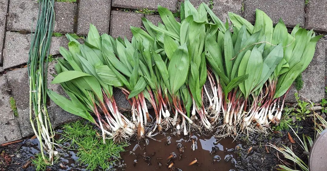Wild Ramps - Next Day Shipping | Pacific Wild Pick