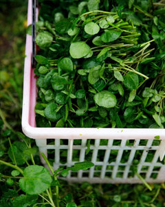 Wild Watercress - Pacific Wild Pick