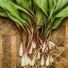 Load image into Gallery viewer, Ramps: Wild Leeks sustainable harvest.
