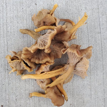Load image into Gallery viewer, Yellow Foot Chef Quality Mushrooms - Next Day Shipping - Pacific Wild Pick
