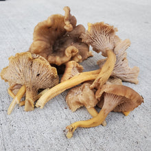 Load image into Gallery viewer, Yellow Foot Chef Quality Mushrooms - Next Day Shipping - Pacific Wild Pick
